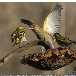 Verdone VS Lucherini