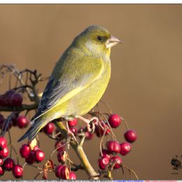 Verdone maschio su bacche