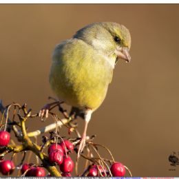 Verdone maschio su bacche
