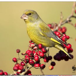Verdone maschio su bacche