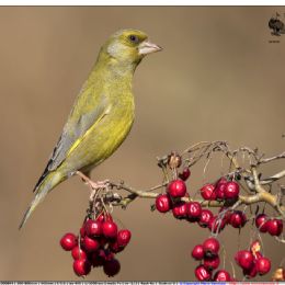 verdone maschio su bacche