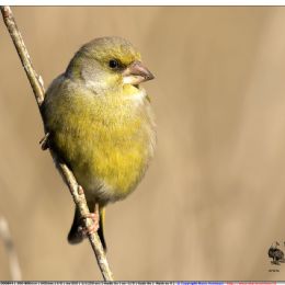 Verdone maschio profilo