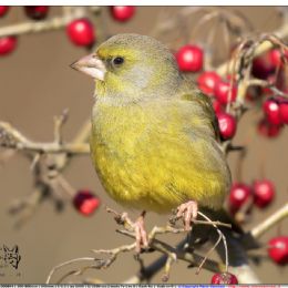 Verdone maschio su bacche