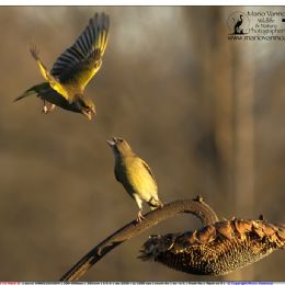 Verdoni maschi - combattimento per il cibo