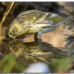 Verzellino...riflesso