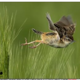 Beccamoschino in volo