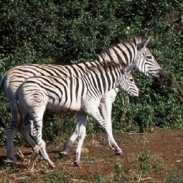Zebra