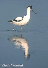 Avocetta (recurvirostra avosetta)