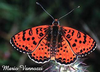 Melitaea didyma