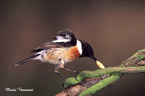 Saltimpalo (Saxicola torquata) con bruco